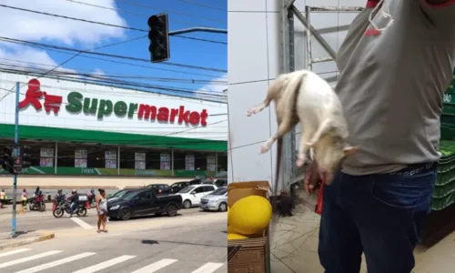 Rato gigante foi encontrado dentro do depósito do supermercado