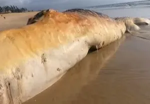 A baleia-jubarte foi encontrada morta na manhã desta segunda-feira (30)