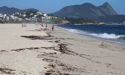 Tanajruas tomaram conta de quase toda a faixa de areia da Praia de Piratininga