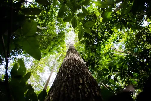 Curso busca jovens que visam contribuir para o meio ambiente