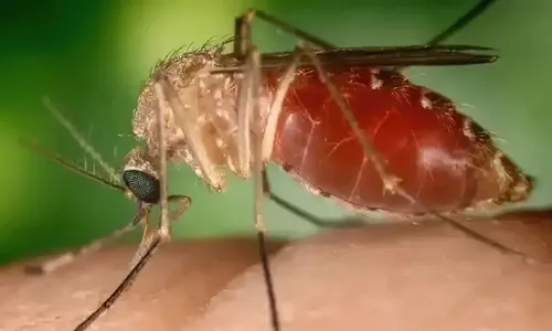 Sintomas são parecidos com os da dengue