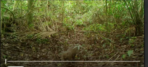 Gato-mourisco, como é conhecido o jaguarundi, é flagrado em mata de Maricá