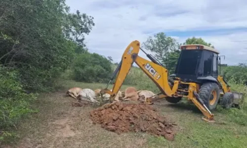 Para o enterro dos animais, uma vala foi aberta na fazenda