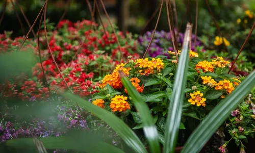 Flores e plantas, além de tornarem os ambientes mais bonitos, ainda oferecem benefícios à saúde