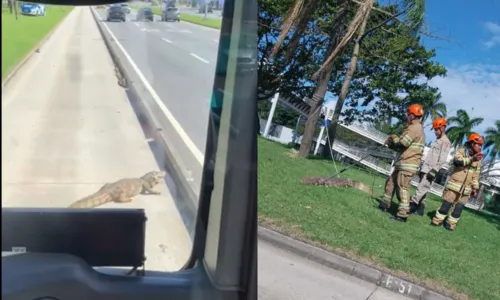 Após ser capturado, o jacaré foi devolvido ao seu habitat natural