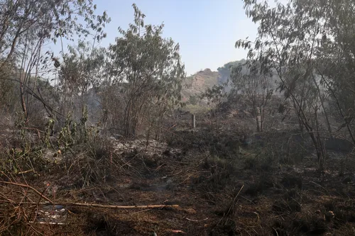 Seca pode acarretar em impactos significativos, como incêndios