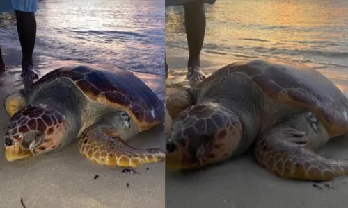 O tamanho do animal chamou a atenção dos banhistas no local