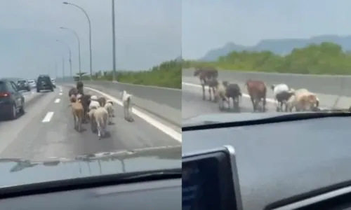 Até o momento, não há informações sobre o motivo dos animais estarem no local e se tinham donos