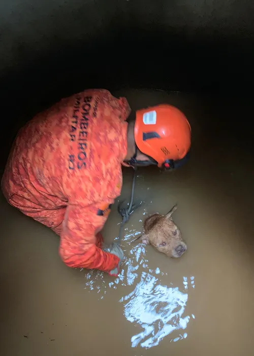 O subtenente Marcos Reis teve que entrar na galeria de águas pluviais para salvar o animal, que estava muito assustado.