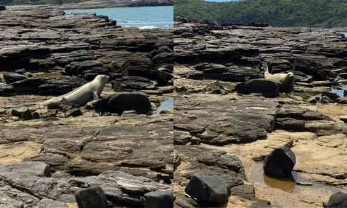 Turistas e moradores têm aproveitado a oportunidade única de observar o animal