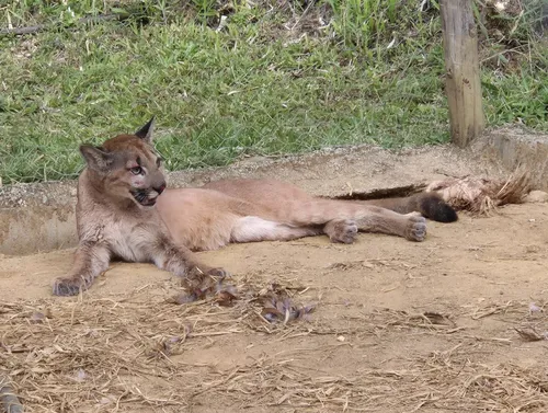 Segundo técnicos do Inea, o animal estava com a mãe que escapou