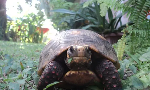 Soterrado ou escondidos, animais se adaptam com facilidade