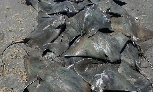 Animais foram encontradas em diversas praias do litoral paulista