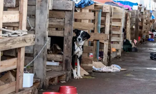 Quase 70 animais são salvos diariamente em áreas urbanas do Rio