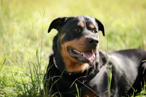 Cães fugiram da casa de seus donos ao passar por um buraco na cerca do quintal