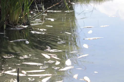 Mortandade de peixes atingiu a Lagoa de Piratininga