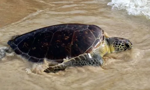 Projeto Aruanã trabalhou na recuperação do animal