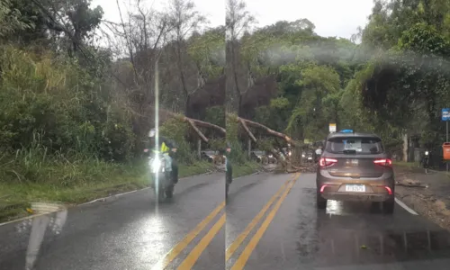 Ávore cai no bairro de Maria Paula