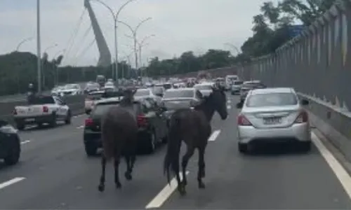 A cena, embora curiosa, também levanta questões sobre a segurança dos animais nas ruas