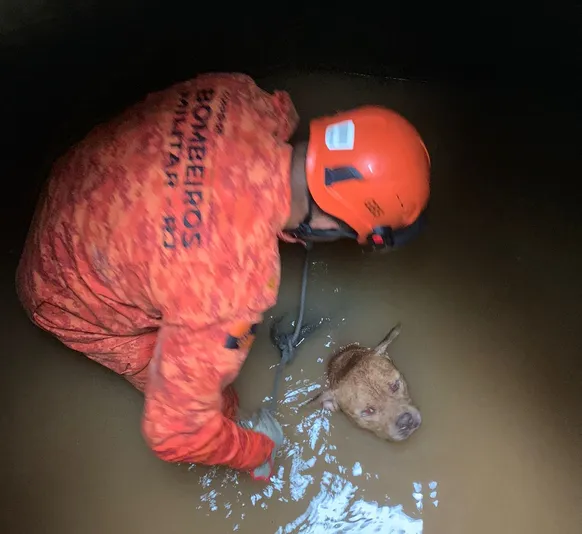 Bombeiros resgatam cão da raça American Bully em bueiro