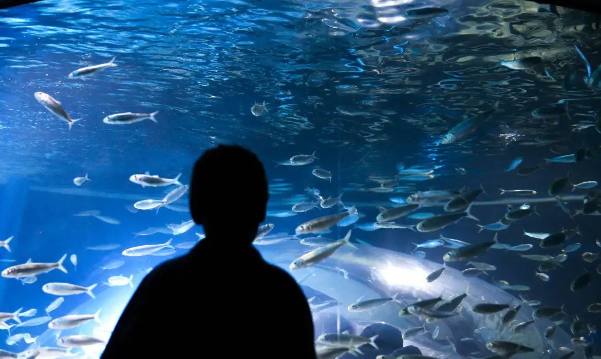 Aquário com peixes amazônicos perto de sair do papel em Maricá