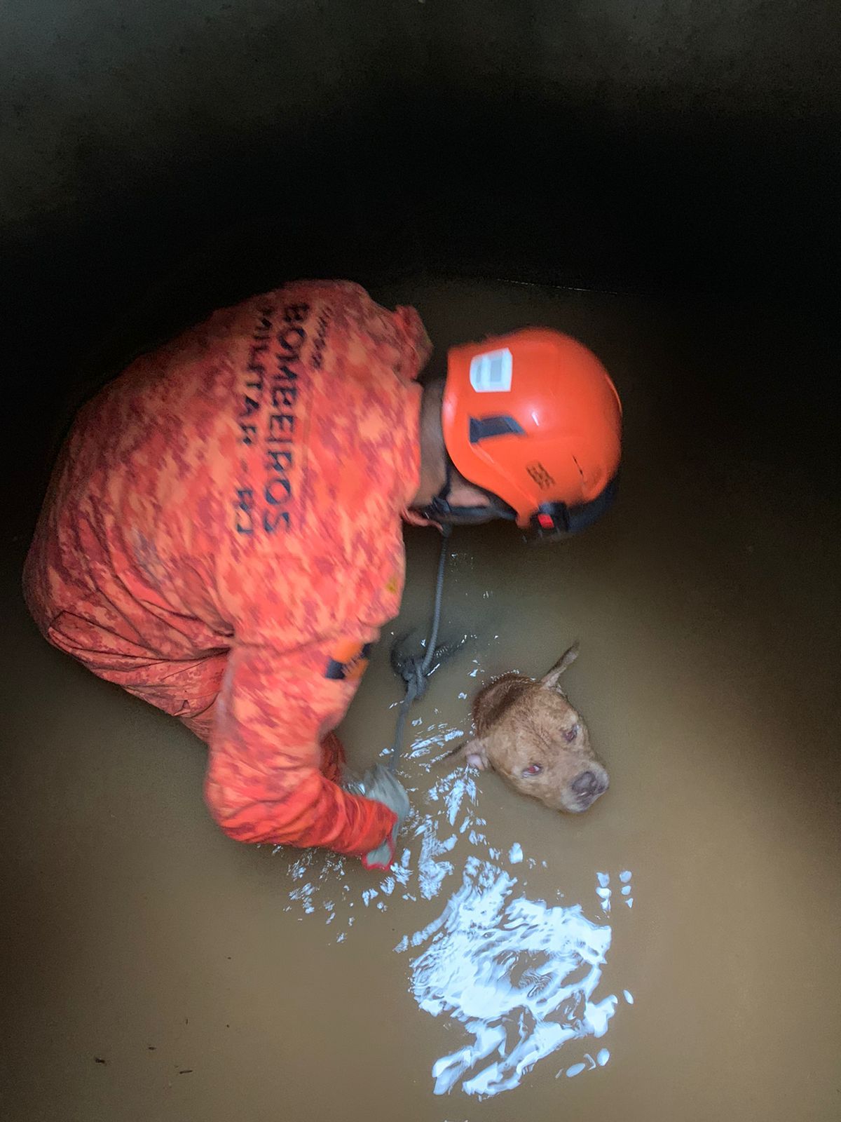 Bombeiros resgatam cão da raça American Bully em bueiro