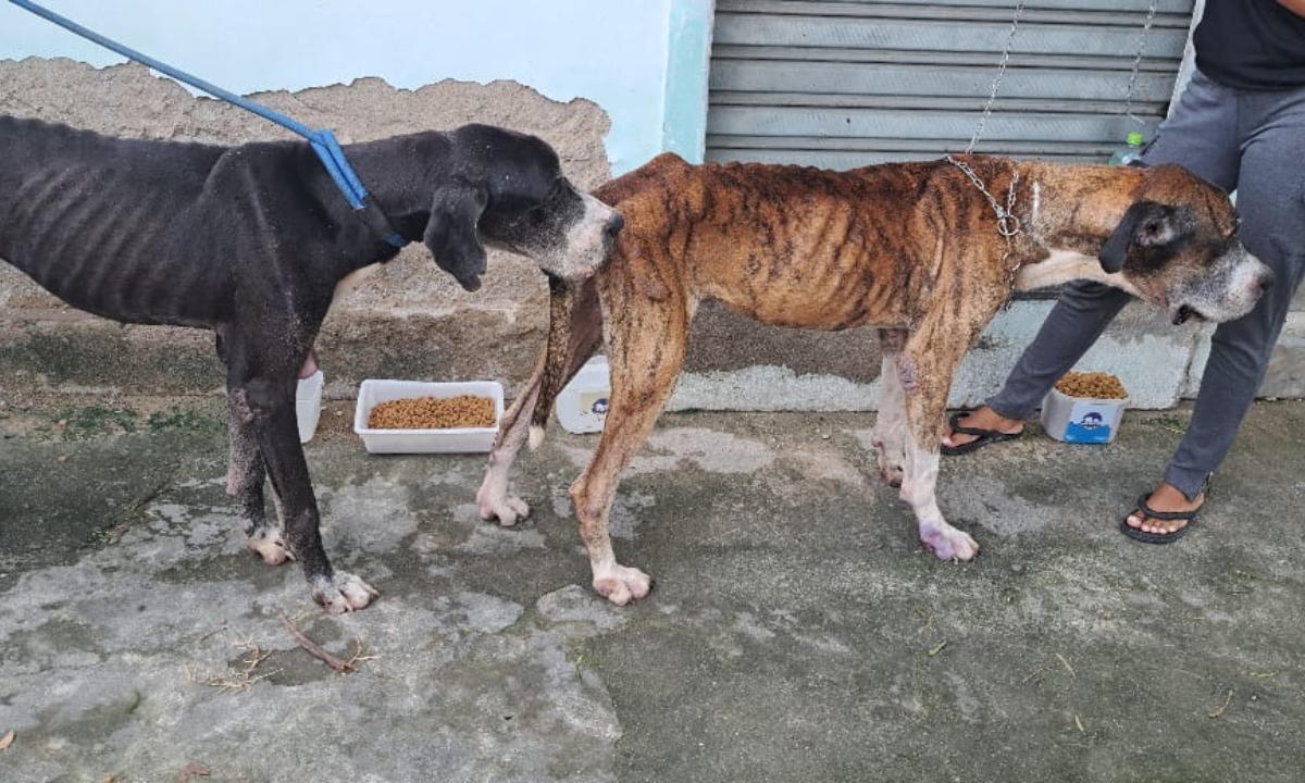 Chocante! Cães idosos e desnutridos são resgatados no Rio