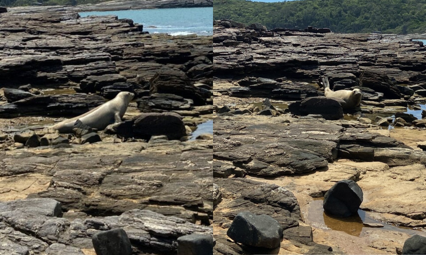 Elefante marinho tira 'férias' em praia da Região dos Lagos