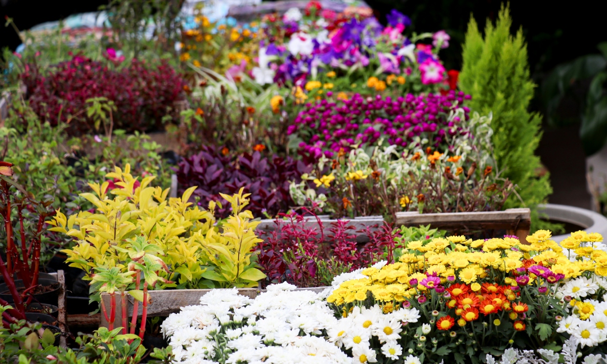 Famosas flores de Holambra, agora em Niterói e Maricá