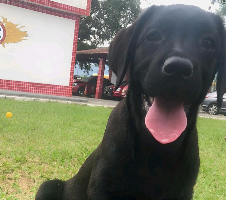 Filhote de Labrador é o novo herói dos bombeiros do Rio