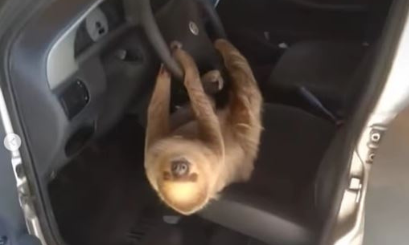 Motorista dá de cara com bicho-preguiça no volante de carro; vídeo