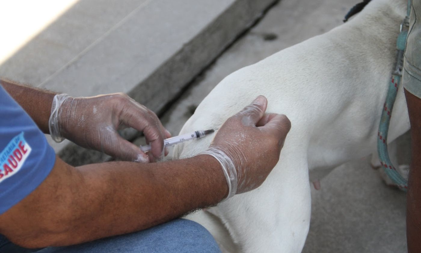 São Gonçalo vacina cães e gatos contra raiva; saiba tudo