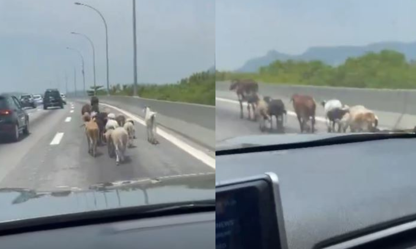 Vídeo: vaca é flagrada 'puxando o bonde' na Linha Vermelha