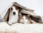 Frio demais: como proteger cães e gatos das doenças respiratórias