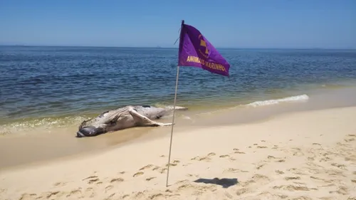 A presença do corpo do animal também gerou preocupações ambientais e sanitárias