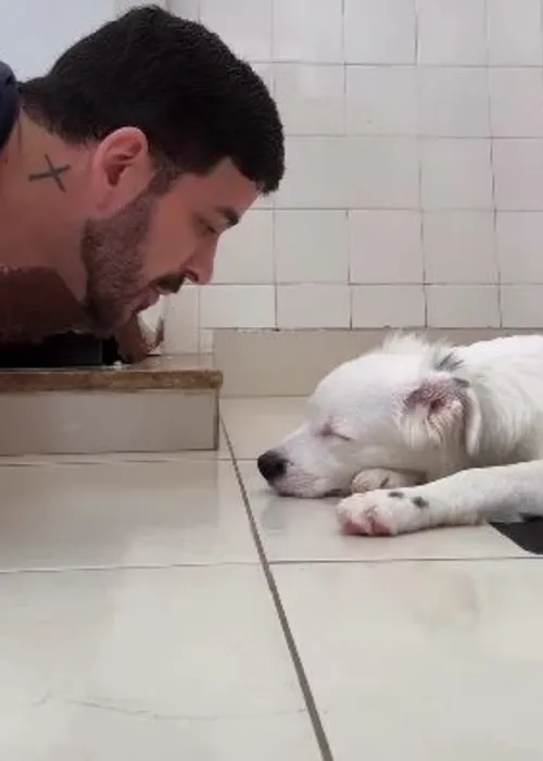 Imagem ilustrativa da imagem Cachorrinho surdo acordado por tutor emociona web; vídeo