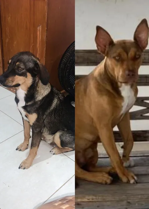 As cadelas Cookie e Suzy
