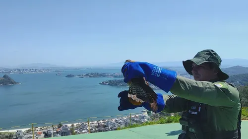 A ave voltou a voar em liberdade no Parque da Cidade, em São Francisco