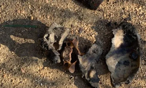 Ossadas são localizadas em região de mata da Praça Seca
