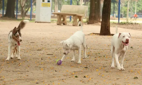 O evento inclui uma feira de adoção com cães e gatos