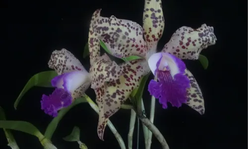 Na foto, a orquídea híbrida Blc. Leopard Land ‘Alfredo Vilhena’