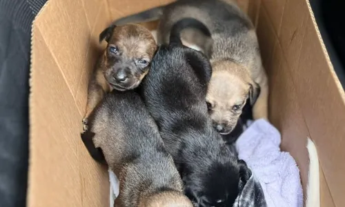 Os filhotes foram encontrados por um gari e um guarda municipal