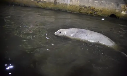 O animal não foi mais visto em nenhum ponto do município segundo informações da Prefeitura