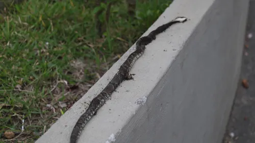 População diz ter medo de possíveis ataques de cobras