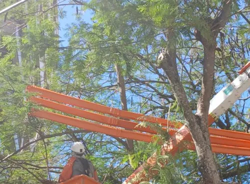 Plano especial de podas nas ruas de NIterói