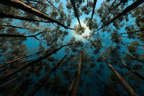 Imagem ilustrativa da imagem Meio Ambiente: dicas simples na rotina que fazem toda a diferença
