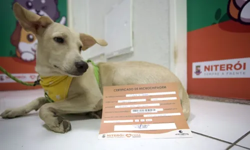No ano passado, mais de 1.500 animais foram microchipados