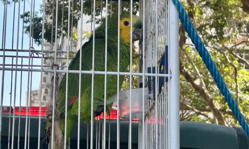 Papagaio mantido em gaiola foi apreendido por agentes da Polícia Ambiental em Niterói