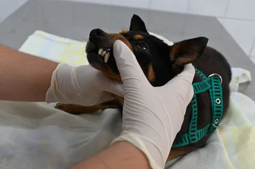 Após o pré-agendamento, será necessário comparecer pessoalmente ao Centro de Controle Populacional de Animais Domésticos (CCPAD), na terça-feira (10)