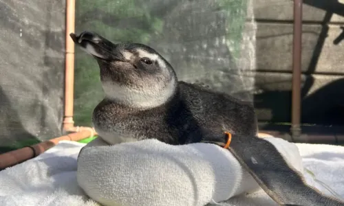 Animal da espécie Spheniscus magellanicus aparece durante migração sazonal nas praias do Rio
